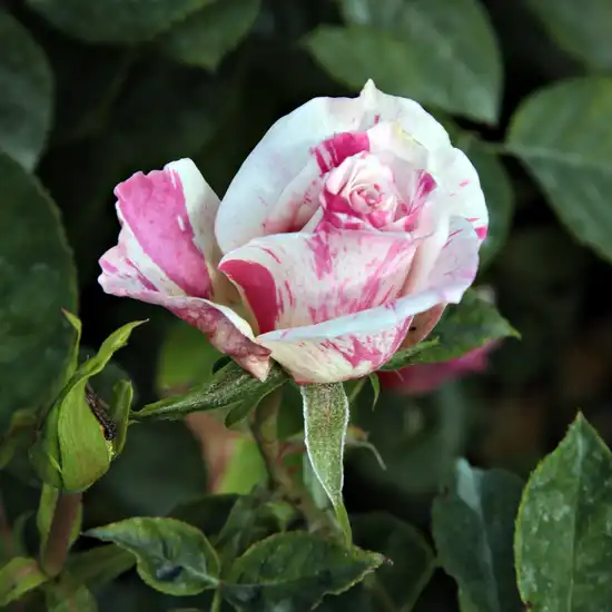 Trandafiri Floribunda - Trandafiri - Berlingot™ - 